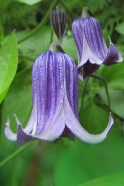 Roguchi Clematis - 1 Gallon Pot -SHRUBS and BUSHES Store clematis roguchi 6