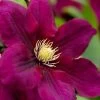 Rosemoor Clematis - 1 Gallon Pot -SHRUBS and BUSHES Store clematis rosemoor 4