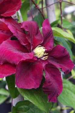 Rosemoor Clematis - 1 Gallon Pot 10 Rosemoor Clematis - 1 Gallon Pot -SHRUBS and BUSHES Store clematis rosemoor 5