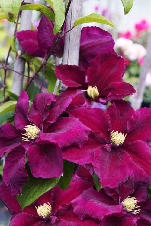 Rosemoor Clematis - 1 Gallon Pot 7 Rosemoor Clematis - 1 Gallon Pot - Image 5