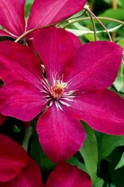 Rouge Cardinal Clematis - 1 Gallon Pot 10 Rouge Cardinal Clematis - 1 Gallon Pot -SHRUBS and BUSHES Store clematis rouge cardinal 3