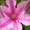 Sally Clematis - 1 Gallon Pot 2 Sally Clematis - 1 Gallon Pot -SHRUBS and BUSHES Store clematis sally 21