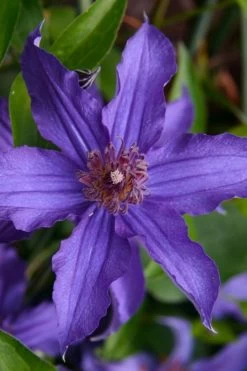 Sapphire Indigo Clematis - 1 Gallon Pot -SHRUBS and BUSHES Store clematis sapphire indigo 1 1