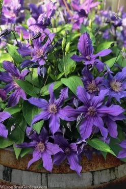 Sapphire Indigo Clematis - 1 Gallon Pot -SHRUBS and BUSHES Store clematis sapphire indigo 4 1