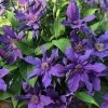 Sapphire Indigo Clematis - 3 Gallon Pot 2 Sapphire Indigo Clematis - 3 Gallon Pot -SHRUBS and BUSHES Store clematis sapphire indigo 4