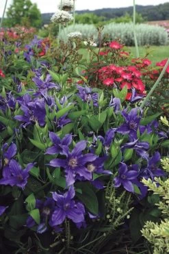 Sapphire Indigo Clematis - 3 Gallon Pot -SHRUBS and BUSHES Store clematis sapphire indigo 6