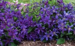 Sapphire Indigo Clematis - 3 Gallon Pot -SHRUBS and BUSHES Store clematis sapphire indigo 7