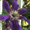 Sapphire Indigo Clematis - 1 Gallon Pot -SHRUBS and BUSHES Store clematis sapphire indigo 9 1