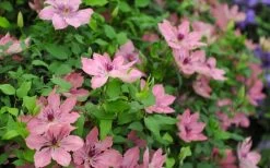 Sarah Elizabeth Clematis - 1 Gallon Pot 13 Sarah Elizabeth Clematis - 1 Gallon Pot -SHRUBS and BUSHES Store clematis sarah elizabeth 5