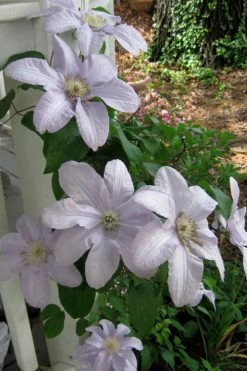 Silver Moon Clematis - 1 Gallon Pot 10 Silver Moon Clematis - 1 Gallon Pot -SHRUBS and BUSHES Store clematis silver moon 3
