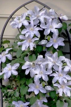 Silver Moon Clematis - 1 Gallon Pot 11 Silver Moon Clematis - 1 Gallon Pot -SHRUBS and BUSHES Store clematis silver moon 7