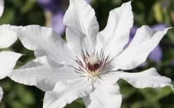 Snow Queen Clematis - 1 Gallon Pot -SHRUBS and BUSHES Store clematis snow queen 3