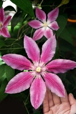 Sugar Candy Clematis - 1 Gallon Pot 13 Sugar Candy Clematis - 1 Gallon Pot -SHRUBS and BUSHES Store clematis sugar candy 3