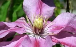 Sugar Candy Clematis - 1 Gallon Pot 12 Sugar Candy Clematis - 1 Gallon Pot -SHRUBS and BUSHES Store clematis sugar candy 5