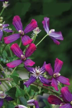 Sweet Summer Love Clematis - 1 Gallon Pot 12 Sweet Summer Love Clematis - 1 Gallon Pot -SHRUBS and BUSHES Store clematis sweet summer love 8