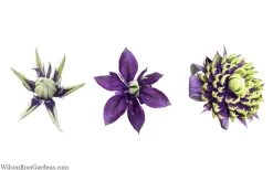 Taiga Clematis - 3 Gallon Pot -SHRUBS and BUSHES Store clematis taiga 24