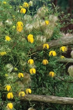 Tangutica Yellow Clematis - 1 Gallon Pot 16 Tangutica Yellow Clematis - 1 Gallon Pot -SHRUBS and BUSHES Store clematis tangutica 4