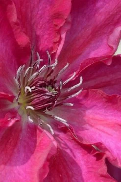 Garland Tekla Clematis - 1 Gallon Pot 9 Garland Tekla Clematis - 1 Gallon Pot -SHRUBS and BUSHES Store clematis tekla 1