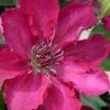 Garland Tekla Clematis - 1 Gallon Pot