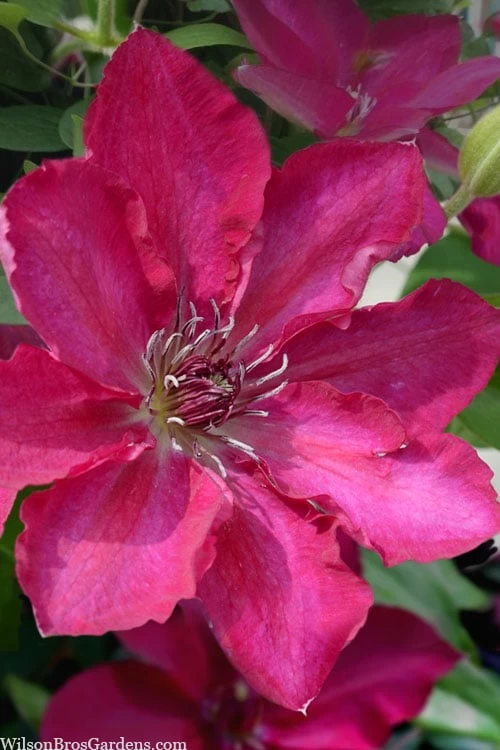 Garland Tekla Clematis - 1 Gallon Pot 2 Garland Tekla Clematis - 1 Gallon Pot