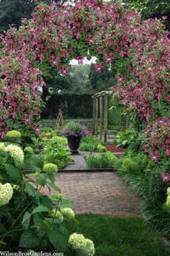 Etioile Rose Clematis - 1 Gallon Pot -SHRUBS and BUSHES Store clematis texensis etoile rose 5