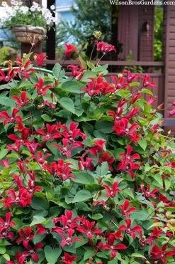 Gravetye Beauty Clematis - 1 Gallon Pot 12 Gravetye Beauty Clematis - 1 Gallon Pot -SHRUBS and BUSHES Store clematis texensis gravetye beauty 10