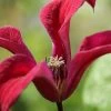 Gravetye Beauty Clematis - 1 Gallon Pot 2 Gravetye Beauty Clematis - 1 Gallon Pot -SHRUBS and BUSHES Store clematis texensis gravetye beauty 2