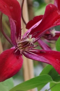 Gravetye Beauty Clematis - 1 Gallon Pot 16 Gravetye Beauty Clematis - 1 Gallon Pot -SHRUBS and BUSHES Store clematis texensis gravetye beauty 6