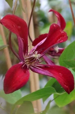 Gravetye Beauty Clematis - 1 Gallon Pot 15 Gravetye Beauty Clematis - 1 Gallon Pot -SHRUBS and BUSHES Store clematis texensis gravetye beauty 7