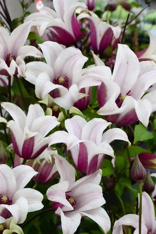Princess Kate Clematis - 1 Gallon Pot 10 Princess Kate Clematis - 1 Gallon Pot - Image 8