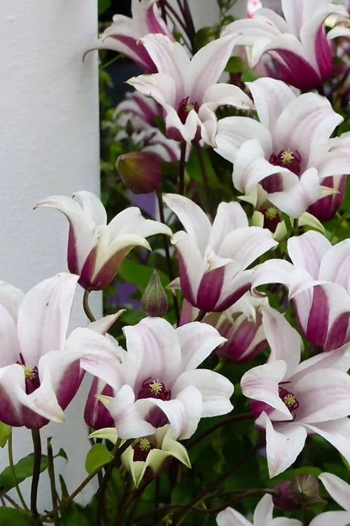 Princess Kate Clematis - 1 Gallon Pot 12 Princess Kate Clematis - 1 Gallon Pot - Image 10