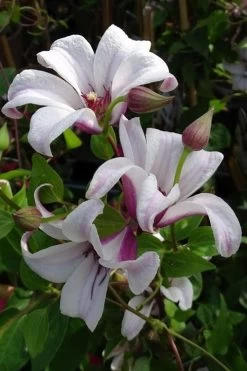 Princess Kate Clematis - 1 Gallon Pot 18 Princess Kate Clematis - 1 Gallon Pot -SHRUBS and BUSHES Store clematis texensis princess kate 5