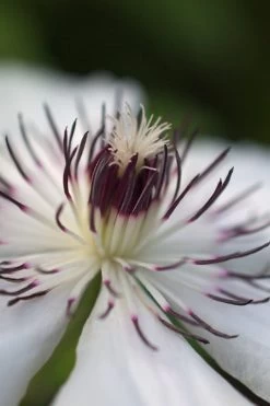 The Countess Of Wessex Clematis - 1 Gallon Pot -SHRUBS and BUSHES Store clematis the countess of wessex 4