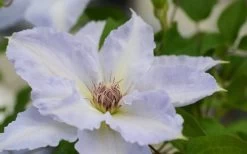 Tranquilite Clematis - 1 Gallon Pot 15 Tranquilite Clematis - 1 Gallon Pot -SHRUBS and BUSHES Store clematis tranquilete 1