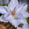 Tranquilite Clematis - 1 Gallon Pot -SHRUBS and BUSHES Store clematis tranquilite 12