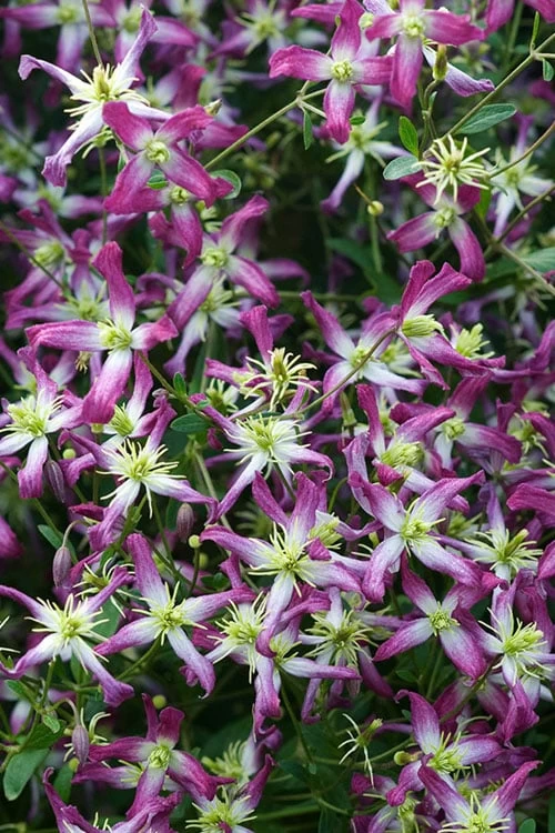 Rubromarginata Fragrant Clematis - 1 Gallon Pot 3 Rubromarginata Fragrant Clematis - 1 Gallon Pot