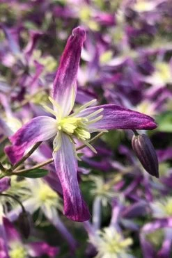Rubromarginata Fragrant Clematis - 1 Gallon Pot 15 Rubromarginata Fragrant Clematis - 1 Gallon Pot -SHRUBS and BUSHES Store clematis triternata rubromarginata 5