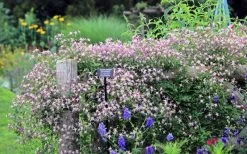 Rubromarginata Fragrant Clematis - 1 Gallon Pot 16 Rubromarginata Fragrant Clematis - 1 Gallon Pot -SHRUBS and BUSHES Store clematis triternata rubromarginata 6