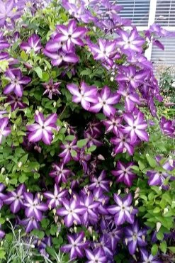 Venosa Violacea Clematis - 1 Gallon Pot 21 Venosa Violacea Clematis - 1 Gallon Pot -SHRUBS and BUSHES Store clematis venosa violacea 5