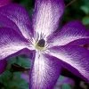 Venosa Violacea Clematis - 1 Gallon Pot -SHRUBS and BUSHES Store clematis venosa violacea 8