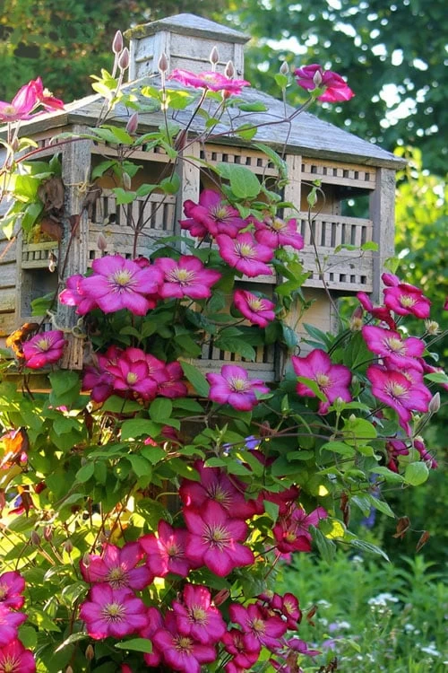 Ville De Lyon Clematis - 1 Gallon Pot 6 Ville De Lyon Clematis - 1 Gallon Pot - Image 4