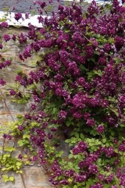 Purpurea Plena Elegans Clematis - 1 Gallon Pot -SHRUBS and BUSHES Store clematis viticella purpurea plena elegans 1