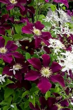 Warsaw Nike Clematis - 1 Gallon Pot 14 Warsaw Nike Clematis - 1 Gallon Pot -SHRUBS and BUSHES Store clematis warsaw nike 11