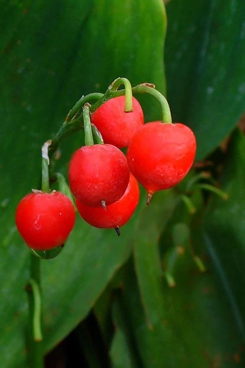 Lily Of The Valley (Convallaria Majalis) - 5 Pack Quart Pots 12 Lily Of The Valley (Convallaria Majalis) - 5 Pack Quart Pots - Image 10