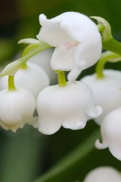 Lily Of The Valley (Convallaria Majalis) - 5 Pack Quart Pots 20 Lily Of The Valley (Convallaria Majalis) - 5 Pack Quart Pots -SHRUBS and BUSHES Store convallaria majalis lily of the valley 12