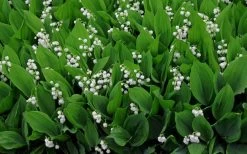 Lily Of The Valley (Convallaria Majalis) - 5 Pack Quart Pots 19 Lily Of The Valley (Convallaria Majalis) - 5 Pack Quart Pots -SHRUBS and BUSHES Store convallaria majalis lily of the valley 14