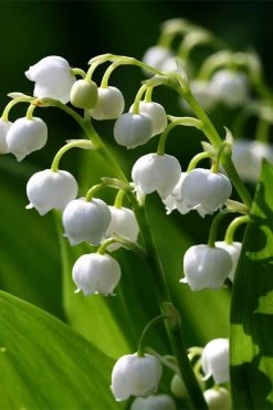 Lily Of The Valley (Convallaria Majalis) - 5 Pack Quart Pots 15 Lily Of The Valley (Convallaria Majalis) - 5 Pack Quart Pots -SHRUBS and BUSHES Store convallaria majalis lily of the valley 15