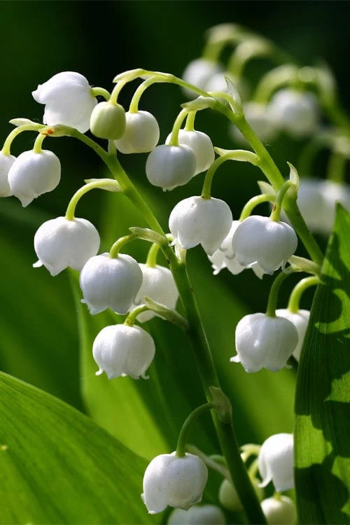 Lily Of The Valley (Convallaria Majalis) - 5 Pack Quart Pots 6 Lily Of The Valley (Convallaria Majalis) - 5 Pack Quart Pots - Image 4