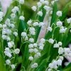 Lily Of The Valley (Convallaria Majalis) - 5 Pack Quart Pots 1 Lily Of The Valley (Convallaria Majalis) - 5 Pack Quart Pots -SHRUBS and BUSHES Store convallaria majalis lily of the valley 20