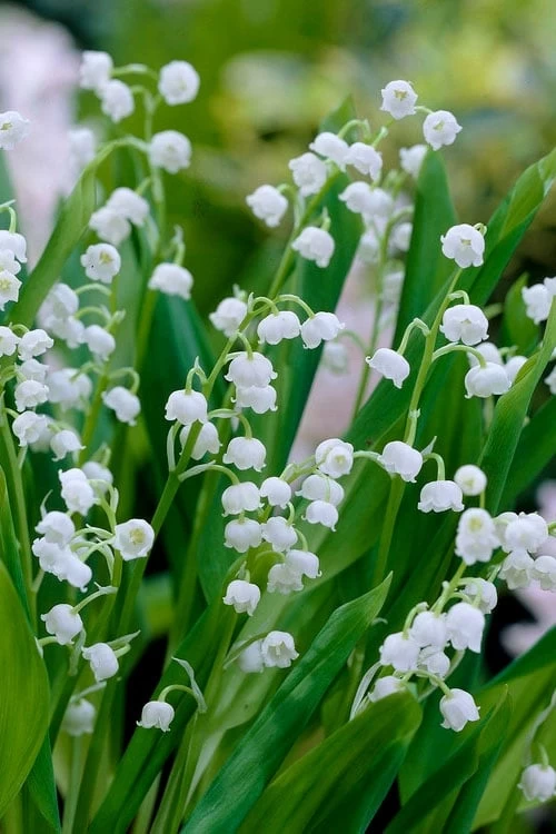 Lily Of The Valley (Convallaria Majalis) - 5 Pack Quart Pots 3 Lily Of The Valley (Convallaria Majalis) - 5 Pack Quart Pots